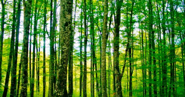 El Bosque Encantado de Irati