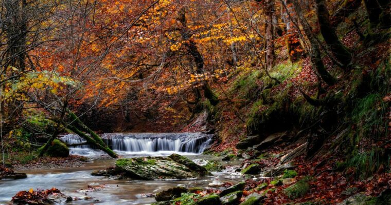 La majestuosa Selva de Irati: un tesoro natural en España